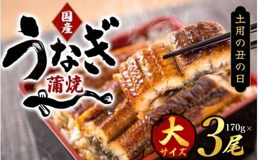 【春土用の丑の日】【大型サイズ】国産 大型サイズ ふっくら柔らか 国産うなぎ蒲焼き 3尾 化粧箱入 先行予約 国産 うなぎ ウナギ 鰻 蒲焼 土用の丑の日 丑の日 【uot303A-dy】