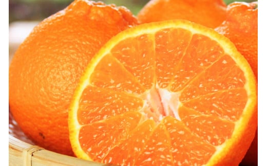 果肉プリプリ♪　完熟紀州デコ(不知火) 約5kg ＜2026年2月下旬頃～2026年3月中旬頃発送＞【uot707A】