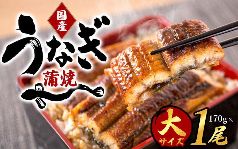 うなぎ ウナギ 鰻 大型サイズ ふっくら柔らか 国産 うなぎ蒲焼き 約170g×1尾 タレ付き / うなぎ ウナギ 鰻 うなぎの蒲焼 ウナギの蒲焼 鰻の蒲焼き 国産うなぎ 魚介 魚介類 うなぎ丼 うな重 ひつまぶし 人気 【uot714A】
