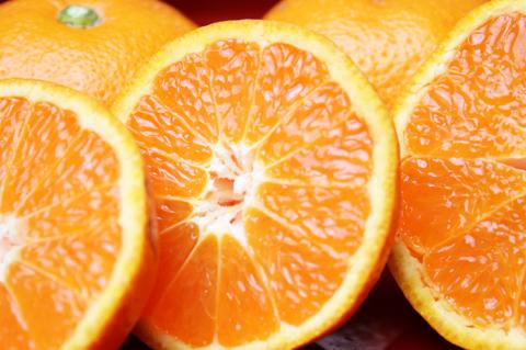 【先行予約受付　訳あり】田村みかん　10kg【2024年11月下旬頃～2025年1月下旬頃に順次発送予定】【uot717】