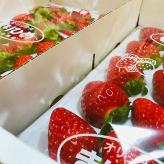 【和歌山ブランド苺】【大人気】農家直送!濃厚完熟まりひめいちご 12~18粒×2トレイ(約700g)　※2024年1月下旬～3月下旬ごろ順次発送予定（お届け日指定不可）【ard165A】