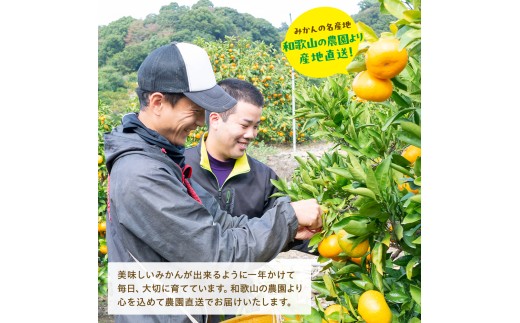 【1月発送】有田育ちの完熟有田みかん 家庭用 サイズ混合(2S～2L)　約3.2kg(3kg+200g)【ard194D-01】