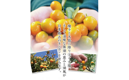 【フルーツ王国 和歌山県からお届け】串本大島のキンカン 1kg （2L～L）※2026年3月より順次発送　 金柑 きんかん 果実 フルーツ 国産 和歌山【jak101】