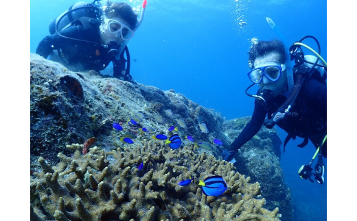 【初心者ダイバー・ブランクダイバー大歓迎】 2ボートダイビング（1名）【ダイバー（Cカード所持者）限定】 スキューバダイビング チケット ダイビング 体験 【kdc001A】