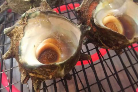 【先行予約受付中】 活サザエ 約2.5kg（約15個～25個入り） 【7月より順次発送】【mhs107】