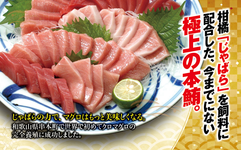 【年内発送選べる！28日まで】本マグロ 大トロ&中トロ＆赤身セット 500g（養殖)  【配達日指定不可】濃厚な赤身と高級部位トロの鮪好きにはたまらないセット 【nks110D】