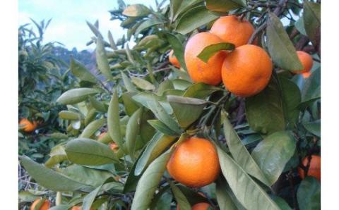 【2026年11月発送予約分】＼光センサー選別／農家直送 こだわりの完熟有田みかん 約8kg＋150g(傷み補償分) 【ご家庭用】【11月発送】【nuk100-11C】