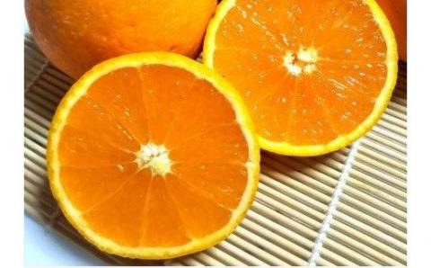 【果汁100%】無添加！贅沢絞りの清見オレンジストレートジュース1000ml×4本セット【nuk123】