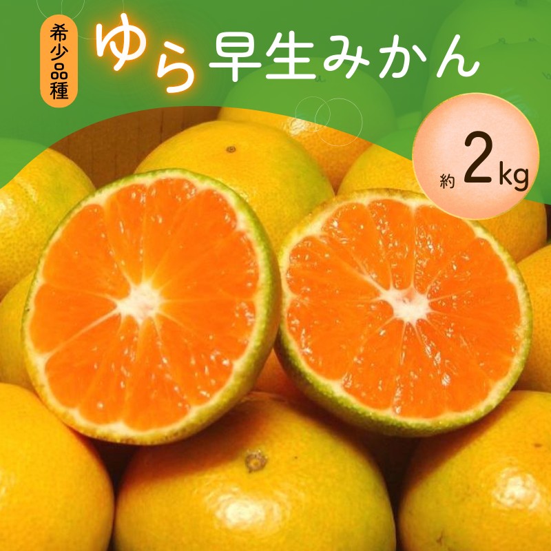 ＼光センサー選別／ 【先行予約】＼数量限定／ 希少品種 ご家庭用 ゆら早生みかん 約2kg サイズ混合【2026年10月上旬頃より順次発送】【nuk143D】