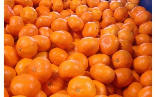 【2026年10月発送予約分】＼光センサー選別／農家直送 こだわりの有田みかん 約2kg【ご家庭用】【10月発送】みかん ミカン 有田みかん 温州みかん 柑橘 有田 和歌山 ※北海道・沖縄・離島配送不可/みかん ミカン 有田みかん 温州みかん 柑橘 有田 和歌山 産地直送【nuk159-10】