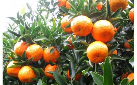 果肉入り！くしもとポンカンジュース A 720ml ×3本セット 果汁100％ まるごと絞った無添加ストレートジュース  ドリンク 柑橘 ぽんかん フルーツ みかん ミカン オレンジ 限定 和歌山【sse202B】