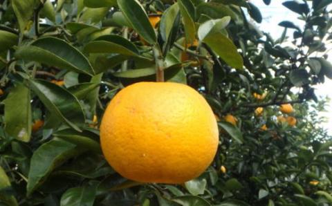 【手選果】有田産の八朔10kg（SまたはMサイズいずれかお届け）＜2024年1月下旬頃～2月下旬頃に順次発送＞【tec845】