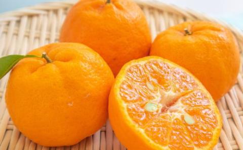 [濃厚・春みかん]有田産ポンカン約5kg(サイズおまかせ) ※2024年2月上旬～下旬頃発送予定（お届け日指定不可）【tec932】