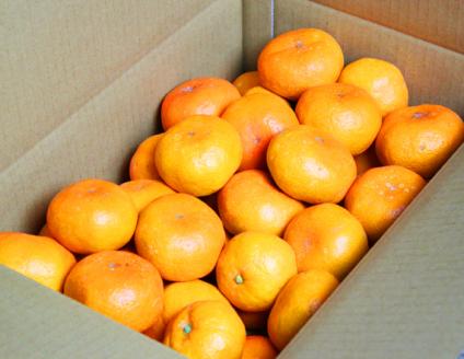 完熟有田みかん　10kg　※2024年11月下旬頃～2025年1月下旬頃に順次発送予定(お届け日指定不可)【uot705】