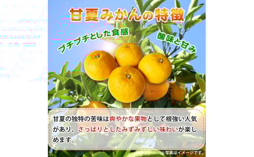【ご家庭用訳あり】紀州有田産 すっきり爽やか 甘夏みかん 8kg  ※2026年3月上旬頃～2026年3月下旬頃に順次発送予定 / 甘夏 あまなつ みかん ミカン 蜜柑 温州みかん 柑橘 フルーツ 果物 くだもの 和歌山【uot847】