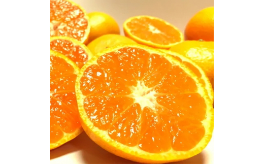 【先行予約】【果汁たっぷり】迫力満点！ 大粒 有田みかん 2.9kg+200g【2025年11月中旬～12月下旬頃に順次発送予定】【ard054C】