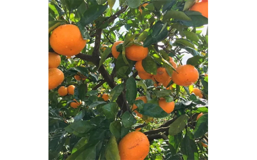 【先行予約】【果汁たっぷり】迫力満点！ 大粒 完熟有田みかん 家庭用 サイズ混合(2L～4L)　約2.7kg(2.5kg+200g)【2026年11月中旬～1月中旬頃に順次発送予定】【ard054D】