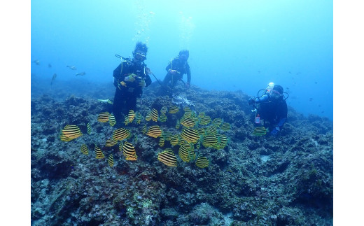 【初心者ダイバー・ブランクダイバー大歓迎】 2ボートダイビング（1名）【ダイバー（Cカード所持者）限定】 スキューバダイビング チケット ダイビング 体験 【kdc001A】