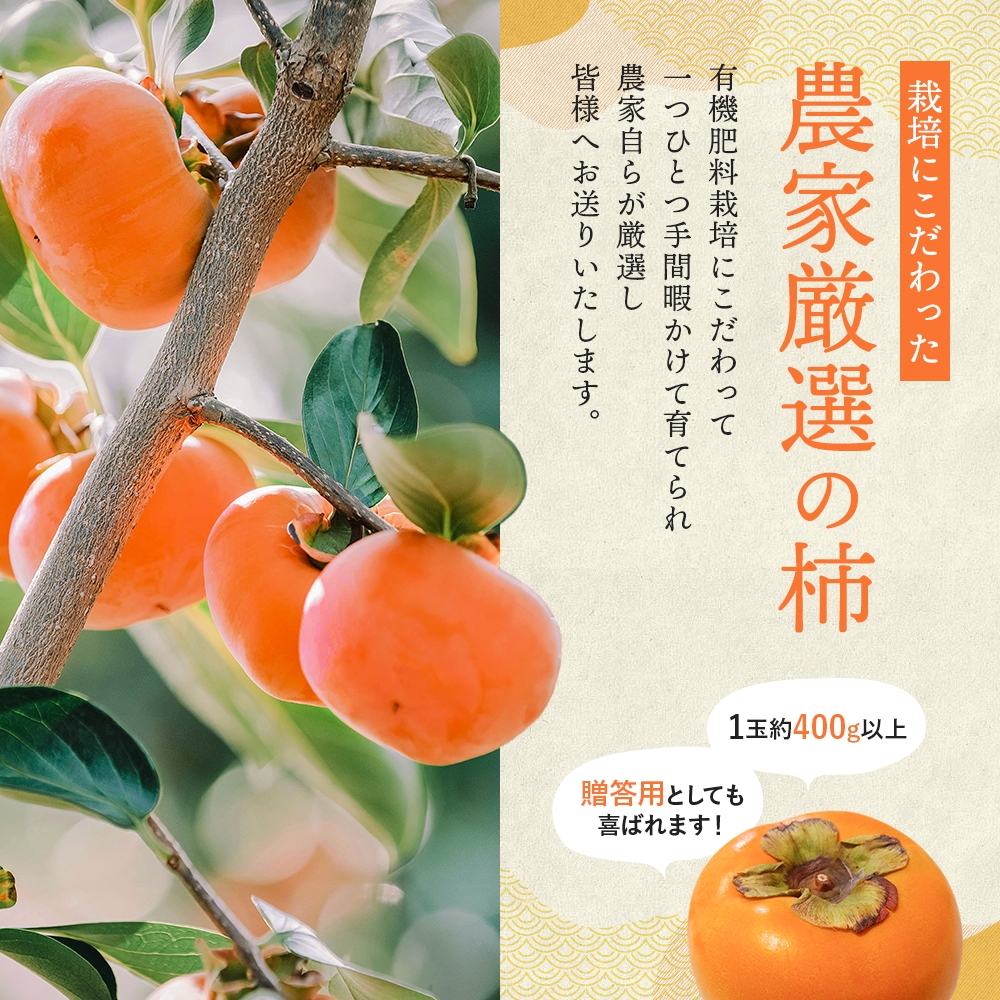 希少な柿【輝太郎】大玉6個～7個 コクのある甘さ！こだわり農家厳選【2026年9月末～10月末頃に順次発送予定】 / 柿 かき 果物 フルーツ 輝太郎 デザート おやつ 和菓子 菓子 お菓子 和歌山産 和歌山県産【kgr018】