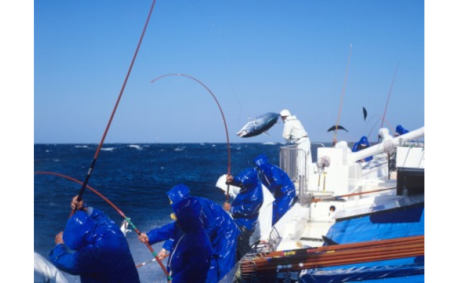 【串本町×北山村】黄金藁焼一本釣り鰹タタキ3kgとじゃばらポンズ100mlのセット【1か月以内に発送】【nks101】