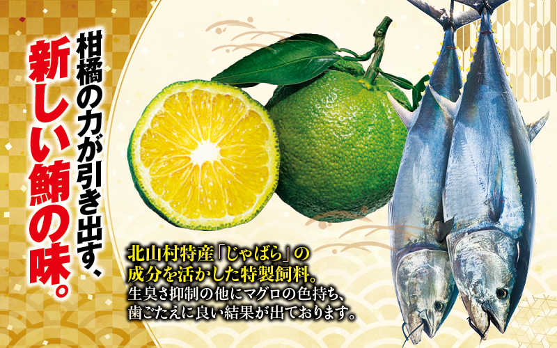 【年内発送選べる！28日まで】本マグロ 大トロ&中トロ＆赤身セット 500g（養殖)  【配達日指定不可】濃厚な赤身と高級部位トロの鮪好きにはたまらないセット 【nks110D】
