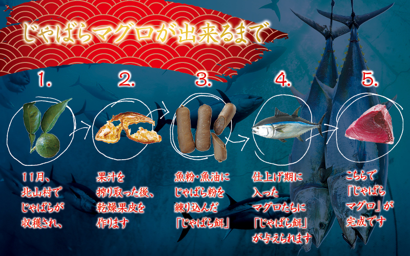 本マグロ トロ＆赤身セット1350g（養殖）【お正月予約 12月25日～29日発送】濃厚な赤身と高級部位トロの鮪好きにはたまらないセット 【串本町×北山村】 高級 クロマグロ 年内発送 年内配送【nks111-sg】