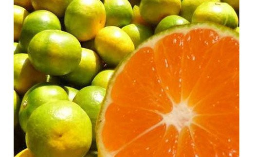 濃厚な味わい ご家庭用 ゆら早生みかん 約7kg【10月上旬より発送】希少品種《有機質肥料100％》※2026年10月上旬より順次発送予定【nuk002E】