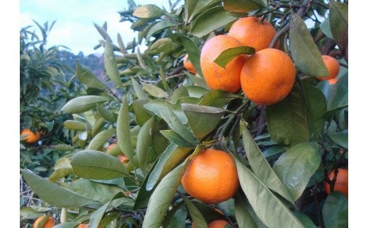 【2025年12月発送予約分】＼光センサー選別／農家直送 こだわりの有田みかん 約6kg＋250g(傷み補償分) 【ご家庭用】みかん ミカン 有田みかん 温州みかん 柑橘 有田 和歌山 ※北海道・沖縄・離島配送不可/みかん ミカン 有田みかん 温州みかん 柑橘 有田 和歌山 産地直送【nuk102-12】