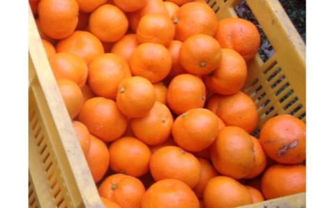 【訳あり】農家直送 有田みかん 約10kg ご家庭用 サイズ混合 ※2025年11月中旬より順次発送予定（お届け日指定不可）※北海道・沖縄・離島への配送不可　訳ありみかん 温州みかんイズ混合 訳ありみかん 温州みかん 有機質肥料100% ふるさと納税 柑橘 有田 産地直送【nuk138H】