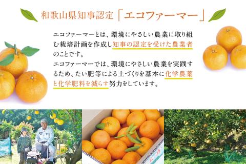濃厚な甘さ！くしもとポンカン L～2L 5kg 【2026年1月上旬～2月中旬発送予定】 柑橘 ぽんかん フルーツ みかん ミカン オレンジ 限定 有機率100%肥料 節減対象農薬不使用 化学肥料不使用【sse100】