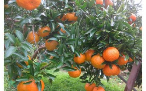 果肉入り！くしもとポンカンジュース A 720ml ×3本セット 果汁100％ まるごと絞った無添加ストレートジュース  ドリンク 柑橘 ぽんかん フルーツ みかん ミカン オレンジ 限定 和歌山【sse202B】