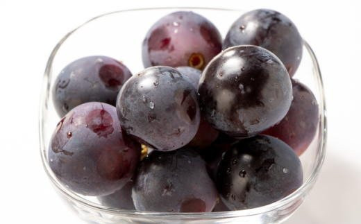 【2026年度発送分】【新鮮・産直】和歌山かつらぎ町産たねなしピオーネ約2kg　※2026年8月中旬～2026年9月中旬頃に順次発送予定【tec500B】