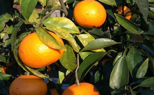 【春みかん】和歌山有田産カラマンダリン約5kg(サイズおまかせ)※2026年4月上旬～2026年5月中旬頃に順次発送【tecj1022】