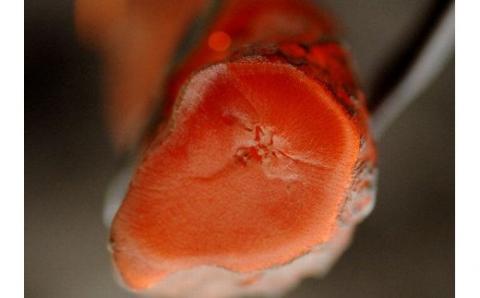 最高級紀州備炭 「継」 化粧箱入り 2kg 1箱【tgu101】