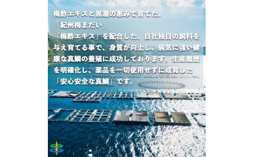 【京粕漬 魚久が漬け込み】串本真鯛の姿漬け約1.6kg [小分け約12切]　カマから尾身、中骨まで丸々粕漬け / 京粕漬 鯛 真鯛 魚久 おかず