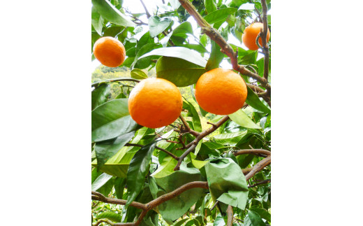 初夏のみかん　なつみ5kg【予約】※2026年4月中旬頃～2026年4月下旬頃に順次発送予定(お届け日指定不可)【uot501-2】