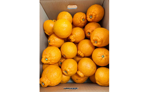 【ご家庭用訳あり】紀州有田産不知火(しらぬひ) 約8.5kg 【予約】※2026年2月中旬頃～2026年3月中旬頃に順次発送予定(お届け日指定不可)【uot507A】