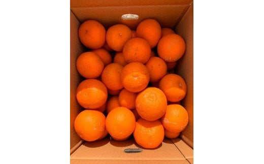 【ご家庭用訳あり】紀州有田産不知火(しらぬひ) 約3kg 【予約】※2026年2月中旬頃～2026年3月中旬頃に順次発送予定(お届け日指定不可)【uot830A】