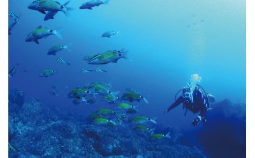 2ボートファンダイビング 1名様分 少人数制のダイビングでまったり水中世界をご案内します。 2ボートダイビング スキューバダイビング チケット【ark104】