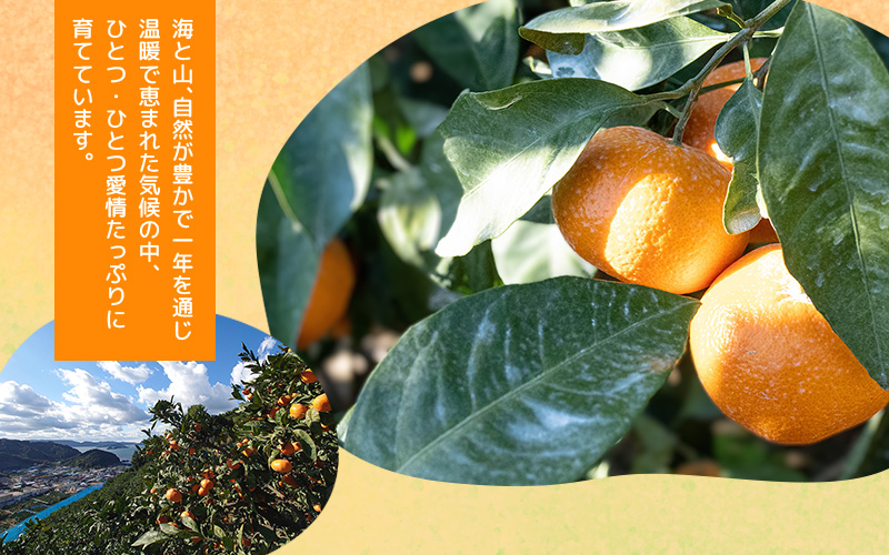 ＼ みかんの名産地 和歌山県産／ 農家直送 大玉 有田みかん 10kg （2L～3L） ひとつひとつ手選別で厳選【2025年11月下旬～1月中旬ごろに順次発送予定】 | みかん フルーツ 果物 くだもの 有田みかん 蜜柑 柑橘【hdm001-2A】