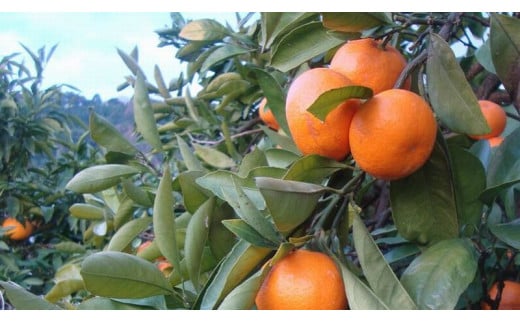 【2025年1月発送予約分】＼光センサー選別／農家直送 こだわりの有田みかん 約5kg＋250g(傷み補償分) 【ご家庭用】【1月発送】みかん ミカン 有田みかん 温州みかん 柑橘 有田 和歌山 ※北海道・沖縄・離島配送不可【nuk160-3B】