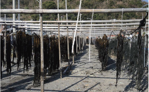 紀州衣奈産 乾燥わかめ 150g×3パック(2025年産)【sml102E】