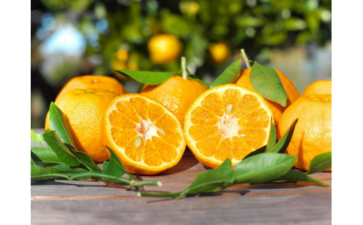 【ふるさと納税】果汁100％！くしもとポンカンジュース 900g ×3本 無添加 果肉入りストレートジュース / ドリンク 柑橘 ぽんかん フルーツ みかん ミカン オレンジ 限定 和歌山【sse206B】