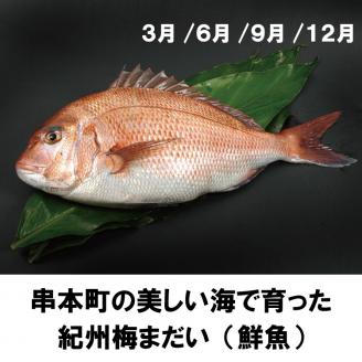 【3か月定期便】本州最南端からお届け♪ 海の幸定期便【tkb121】