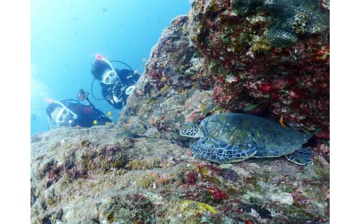 ダイビング 初級ライセンス講習 1名様分　初めてダイビングする、初めてライセンスを取得する方向けのコース　スキューバダイビング チケット【ark102】