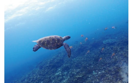 2ボートファンダイビング 1名様分 少人数制のダイビングでまったり水中世界をご案内します。 2ボートダイビング スキューバダイビング チケット【ark104】