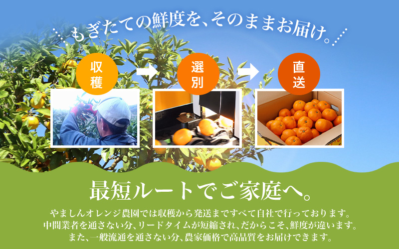 【2027年1月発送予約】 みかん 4kg＋150g（痛み補償分） 訳あり ミカン 有田みかん 温州みかん 柑橘 有田 和歌山 家庭用 有田 フルーツ 果物 くだもの 【nuk148-01A】