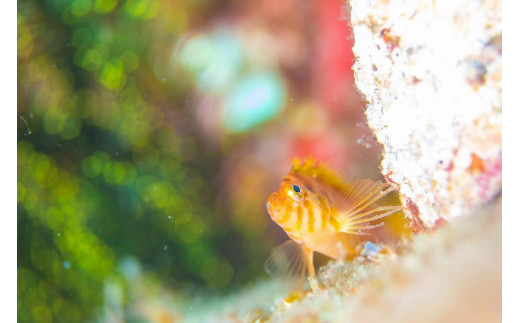 ダイビング 初級ライセンス講習 1名様分　初めてダイビングする、初めてライセンスを取得する方向けのコース　スキューバダイビング チケット【ark102】