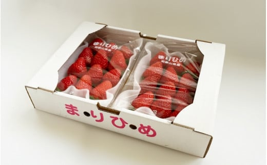 【先行予約】まりひめ いちご 12粒～15粒入り×2パック（500g）2026年1月中旬頃～2026年3月中旬頃に順次発送予定（お届け日指定不可）/ いちご 苺 まりひめ 和歌山 フルーツ 果物 くだもの【kgr007A】