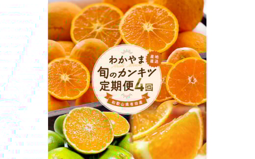 和歌山旬のカンキツ定期便【S】全4回（配送日時指定不可）※北海道・沖縄・離島への配送不可 / 定期便 フルーツ みかん 清見オレンジ 青切り 青切りみかん カラマンダリン 4回 【ard-tkb902A】